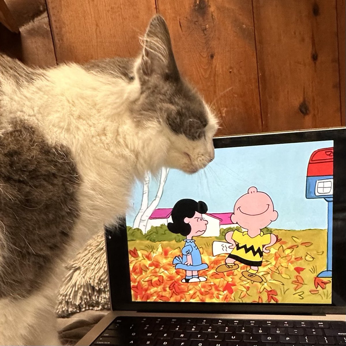 BarnCatBestie's tweet photo. Dear Snoopy,

While I’m a bit weary of dogs, I enjoyed your appearance in It’s The Great Pumpkin, Charlie Brown!  An autumn classic, tbh.

Sincerely,
Miss Kitty the Barn Cat.

#Autumn #Snoopy #Cats https://t.co/jqfbXOBCyZ
