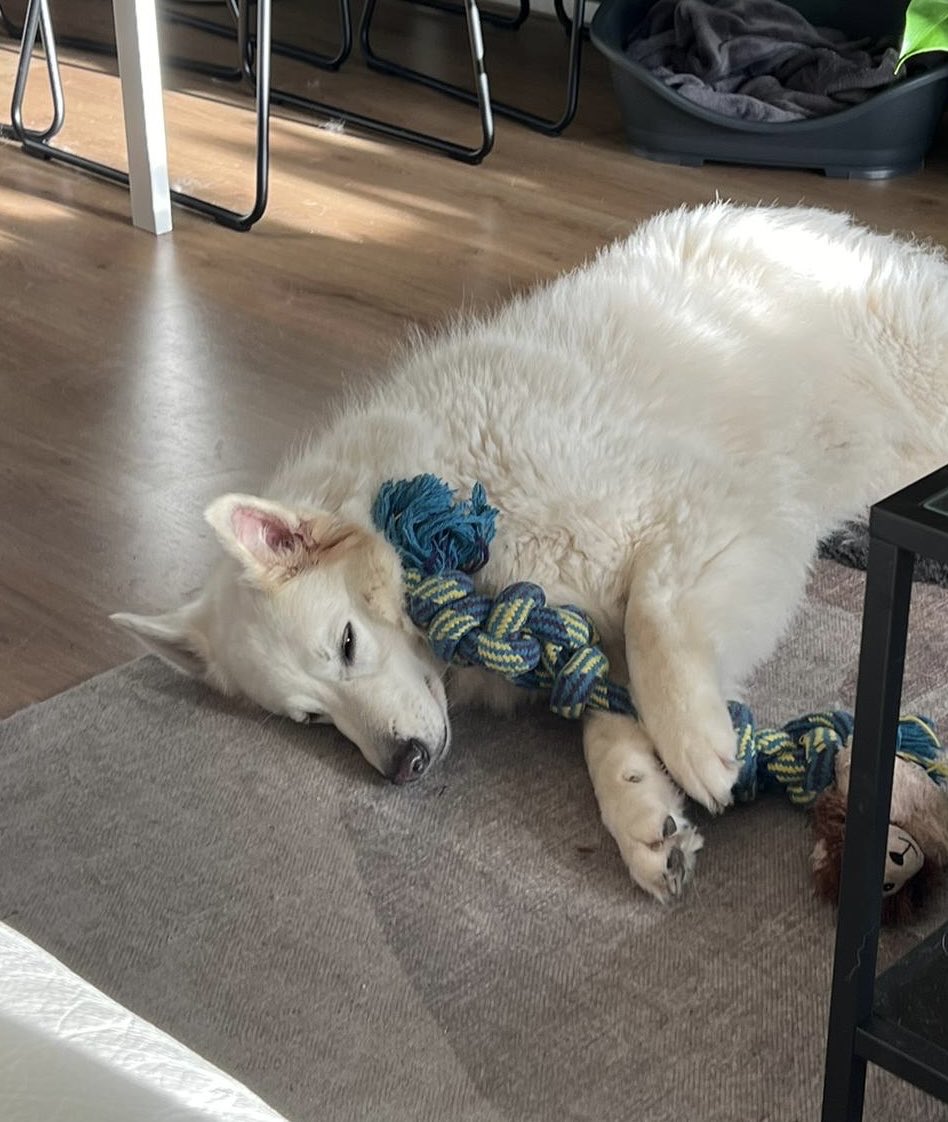 My precious girl, disruptor of everything I ever record 🩵