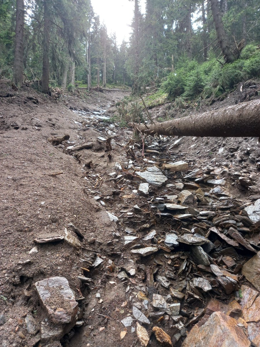 TichavskyRadek's tweet image. New debris flow paths and effect of sediment transport in the headwater streams of the Hrubý Jeseník Mts. after more than 500 mm rainfall/4 days (September 2024)  #debrisflow #jeseniky #mountains #czechrepublic