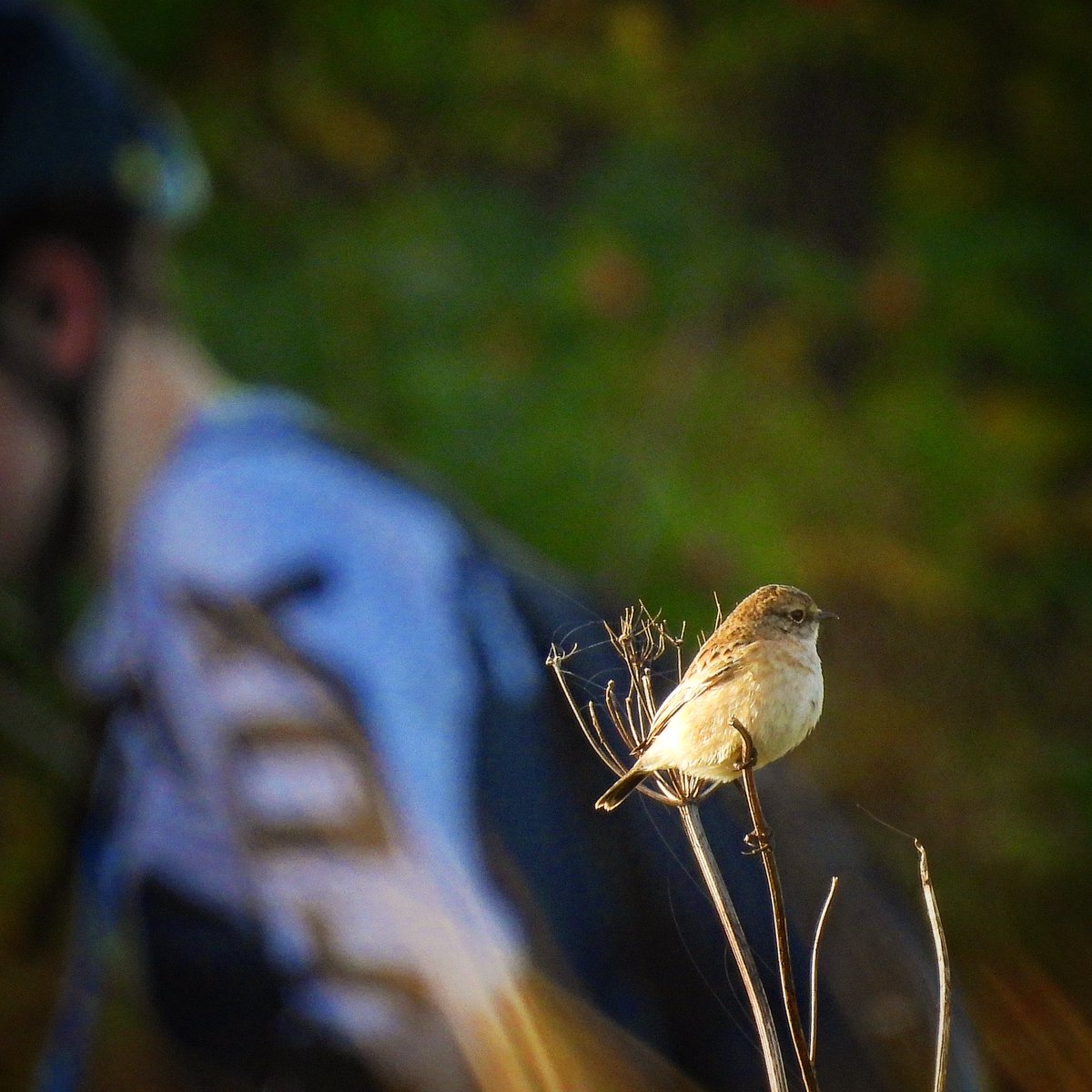 Probable Isabelline Shrike and Siberian Stonechat and a cracking OBP from the Yorkshire coast. That coupled with YBW for a Boro lifer made for a cracking day or two. Thanks to the finders 👏

<a href="/teesbirds1/">teesbirds</a> <a href="/nybirdnews/">NorthYorksBirdNews</a>