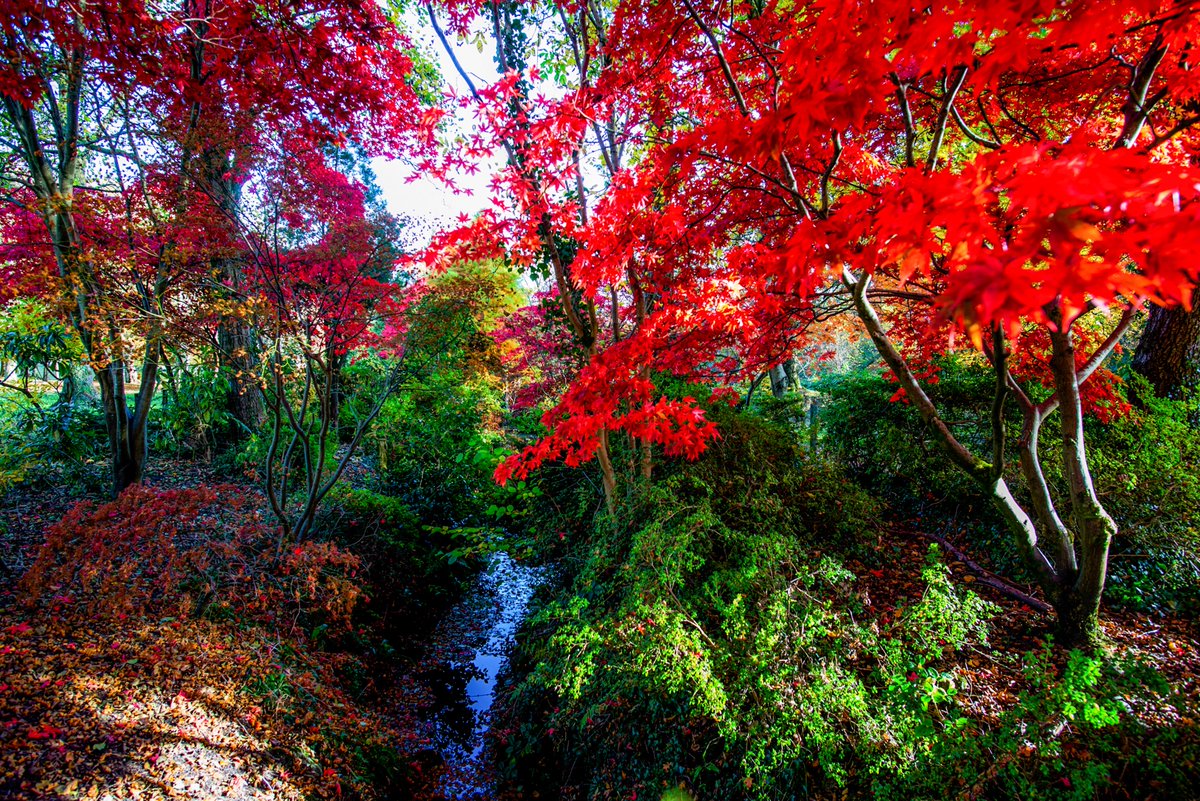 🍁 Mae'r Hydref yn dymor i fynd am dro yn y tywydd niwlog, syfrdanu ar liwiau rhagorol ein tirwedd a mwynhau cawl cartref cynnes a siocled poeth. Teithiau cerdded i ymgolli eich hun ynddyn nhw a lleoedd clyd i swatio ynddyn nhw!  👉 orlo.uk/CfpgS🍁