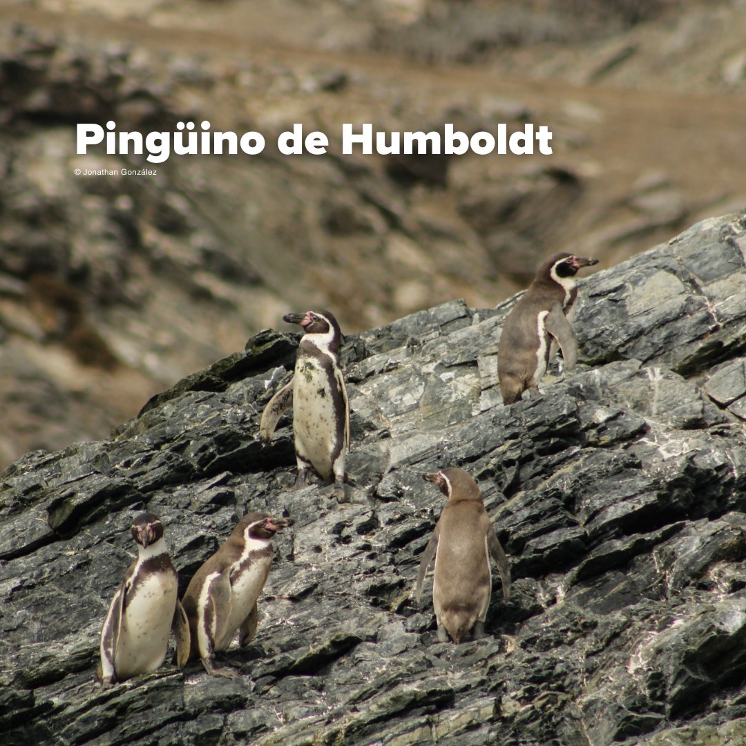 GreenpeaceCL's tweet photo. En el #DíaMundialDeLosAnimales alertamos sobre las tres especies acechadas por la #minería: #GatoAndino, #Chinchilla y #pingüino de #Humboldt 🐱🐭🐧. 
HOY por el Gato Andino y tantas otras especies, firma la petición en https://t.co/bDZoJcRp4U🙌

¡ACTÚA! 📣 https://t.co/2ikpaUujJL