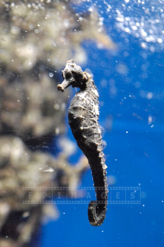 FPImages's tweet image. Cute Seahorse at Monaco Aquarium
fpimages.com/monaco-aquariu…