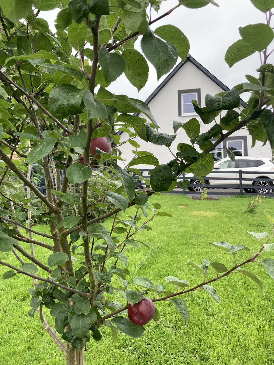KalewaterWriter's tweet photo. Autumn at #KalewaterCottage : there are still plenty of flowers in bloom, fruit is growing in the orchard, and guests can enjoy the wood burning stove without being disappointed at the cold Scottish summer. In short: The best time for a writing retreat. Get in touch to book! https://t.co/PuHDNrQsSg