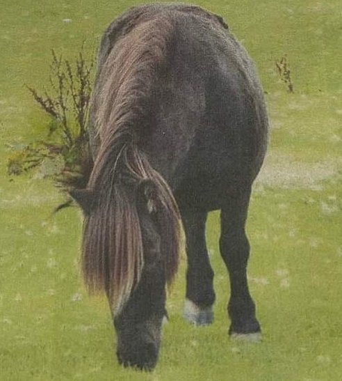 MissingPetsGB's tweet image. 🐎 16 year old shetland pony TOFFEE disappeared from his life long home on 27 Sept 2024 in Ty'n-cae #Rhostrehwfa #Wales #LL76
His field was secure &amp;amp; the gates padlocked &amp;amp; secure. The electric fence was as owner left it. There were other ponies in the field who are still there😔