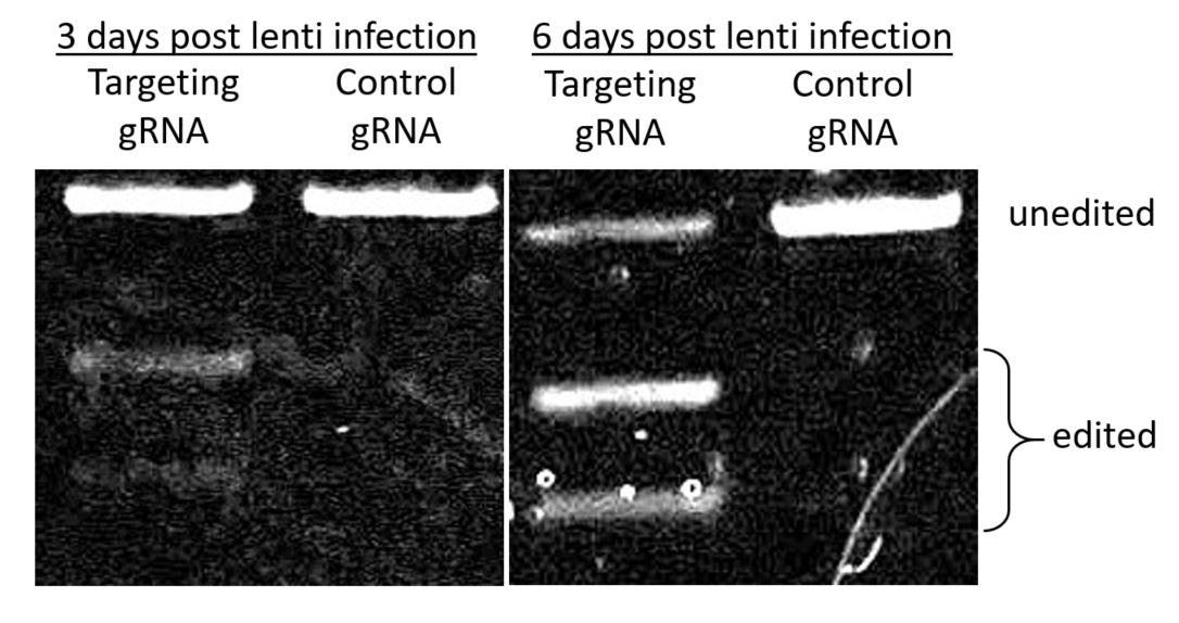 Here is our answer (to those who have been following) - 3 days post gRNA lenti transduction we can just barely detect  editing, but at 6 days it is &gt;80% edited. Yay :)