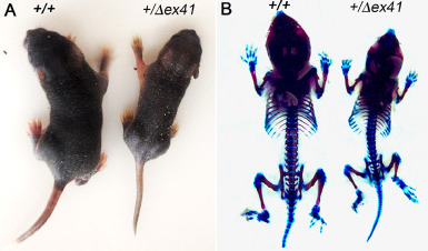 UCSF Bakar Aging Research Institute (@ucsfaging) on Twitter photo Interesting collaboration coming from the <a href="/UCSFGouldLab/">Gould Lab UCSF</a> and <a href="/TamaraAlliston/">Tamara Alliston</a> lab to identify an unexpected role of #collagen type IV in bone biology in connection with #TGFβ bit.ly/3BxKlDy Interesting collaboration coming from the <a href="/UCSFGouldLab/">Gould Lab UCSF</a> and <a href="/TamaraAlliston/">Tamara Alliston</a> lab to identify an unexpected role of #collagen type IV in bone biology in connection with #TGFβ bit.ly/3BxKlDy