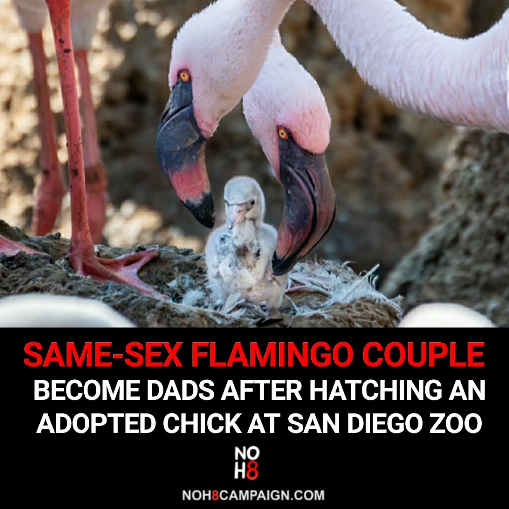 NOH8Campaign's tweet photo. Same-sex flamingo couple become dads after hatching an adopted chick at San Diego Zoo 🦩🦩 #NOH8 https://t.co/rR21NfGljF