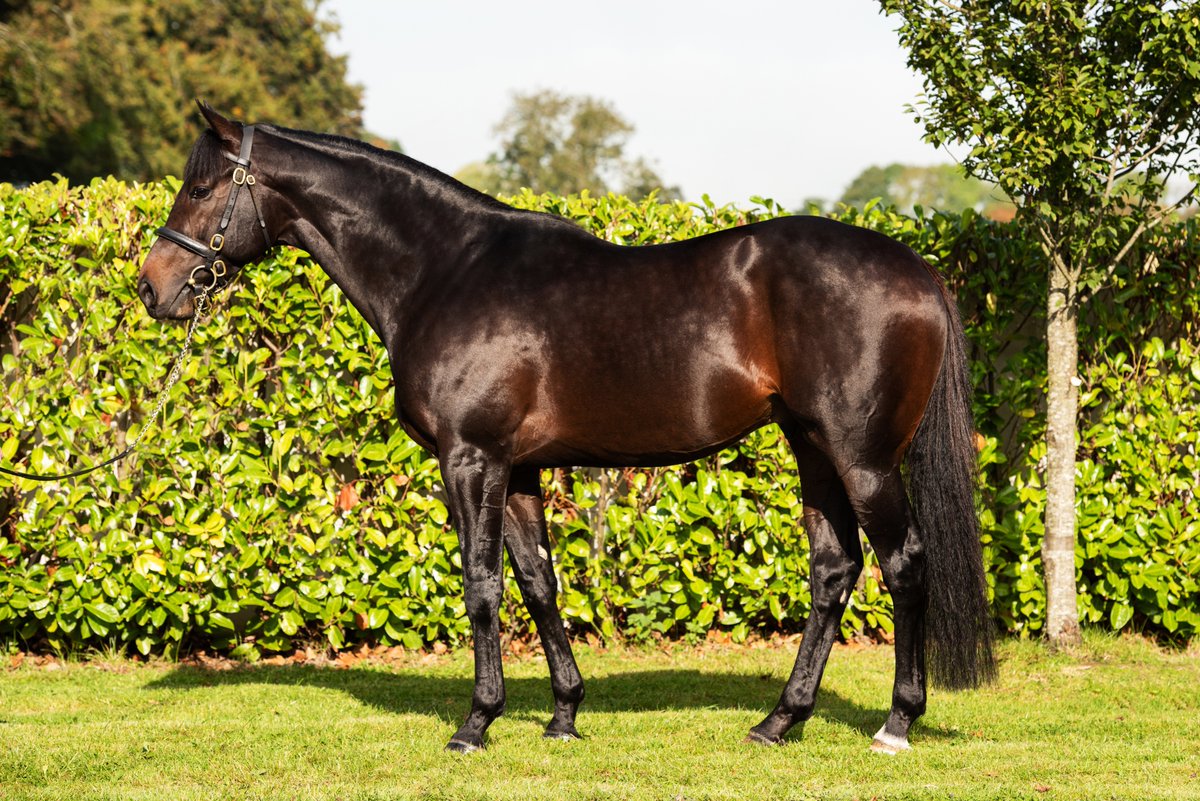 EBN (@bloodstocknews) on Twitter photo 🔷 First Stakes winner for <a href="/coolmorestud/">Coolmore</a>'s first-crop sire ARIZONA (pic) 🔷
🥇 RIGHT AND TRUE wins the Listed Star Appeal Stakes at <a href="/DundalkStadium/">Dundalk Stadium</a>. The 2YO colt is a <a href="/Goffs1866/">Goffs</a> & <a href="/Tattersalls_ie/">Tattersalls Ireland</a> graduate and was most recently purchased by Gerry Aherne for M V Magnier from 🔷 First Stakes winner for <a href="/coolmorestud/">Coolmore</a>'s first-crop sire ARIZONA (pic) 🔷
🥇 RIGHT AND TRUE wins the Listed Star Appeal Stakes at <a href="/DundalkStadium/">Dundalk Stadium</a>. The 2YO colt is a <a href="/Goffs1866/">Goffs</a> & <a href="/Tattersalls_ie/">Tattersalls Ireland</a> graduate and was most recently purchased by Gerry Aherne for M V Magnier from