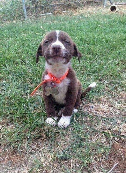Beyond_theleash's tweet photo. I know i'm beautiful but no one says hello to me ! ❤️ https://t.co/lRChHzfXox