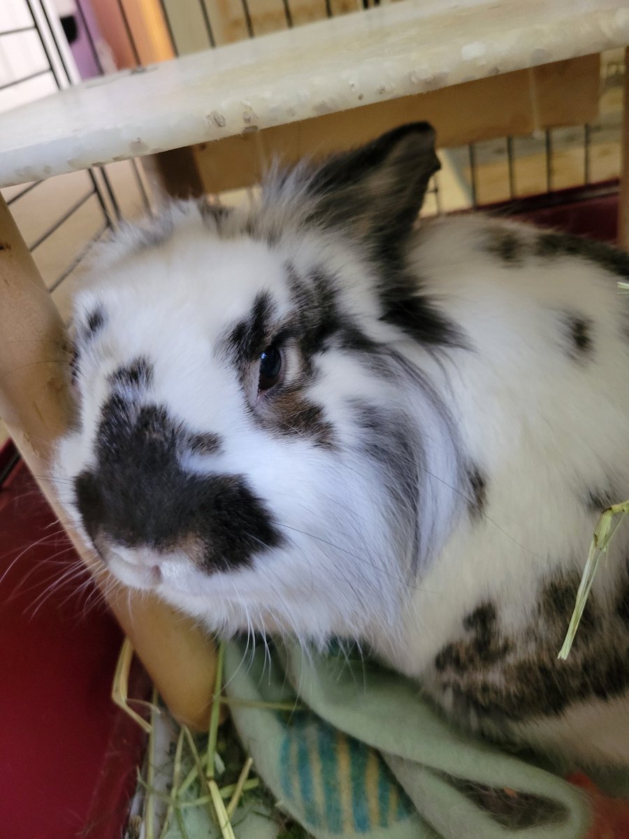 _pix277's tweet photo. Happy 7th birthday, Oliver! #bunny #7thbirthday #Oliver https://t.co/SGtaeSTxKx
