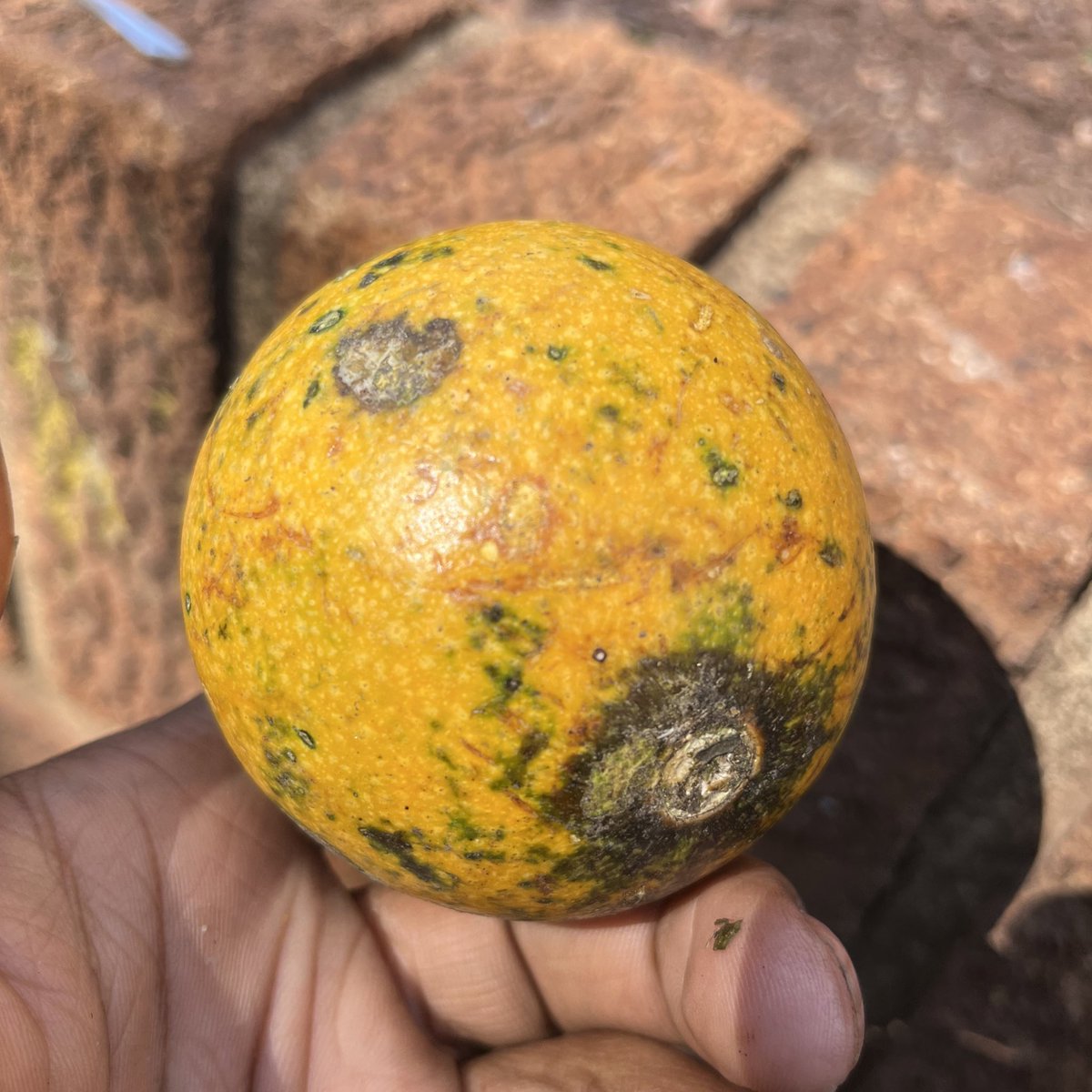 SabzerAzoh's tweet photo. This wild fruit it’s sweet, it can be eaten by women to prevent miscarriages, and it can also be eaten when fully ripped to treat diarrhea. This fruit is a topical treatment for ulcers, gonorrhea, and genital warts… https://t.co/DDGDC5REZ2