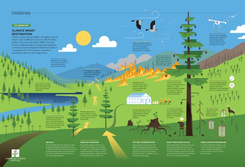 UNBiodiversity's tweet image. Climate change and the threats caused by it must be considered when implementing forest restoration practices.🌳

Learn more about climate-smart restoration 👇 

via @AmericanForests (Photo Credit: Illustration by Matthew Twombly)