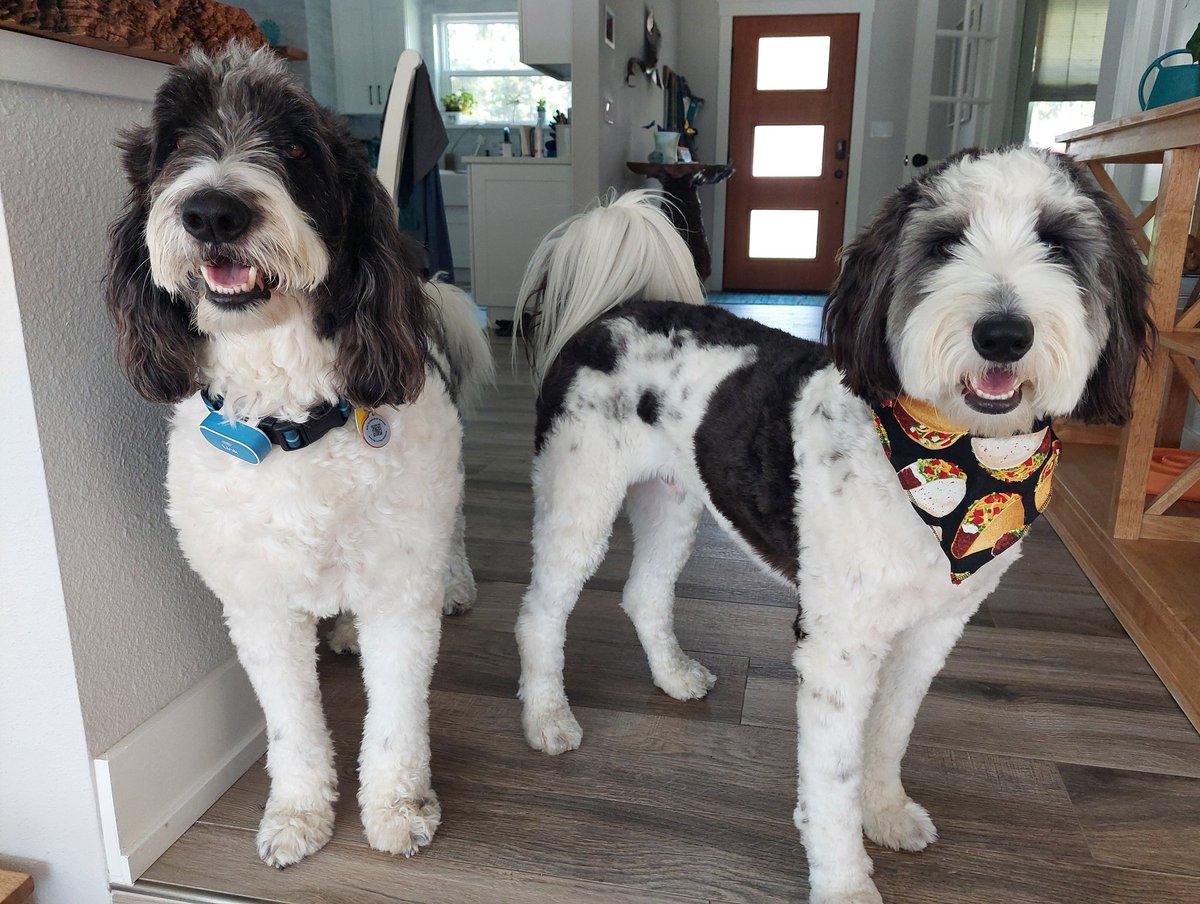 Today is #NationalTacoDay, and Rocky has an outfit for that! It's also #WorldSmileDay and we always have our smiles on 😃 #dogsoftwitter #DogsOfX