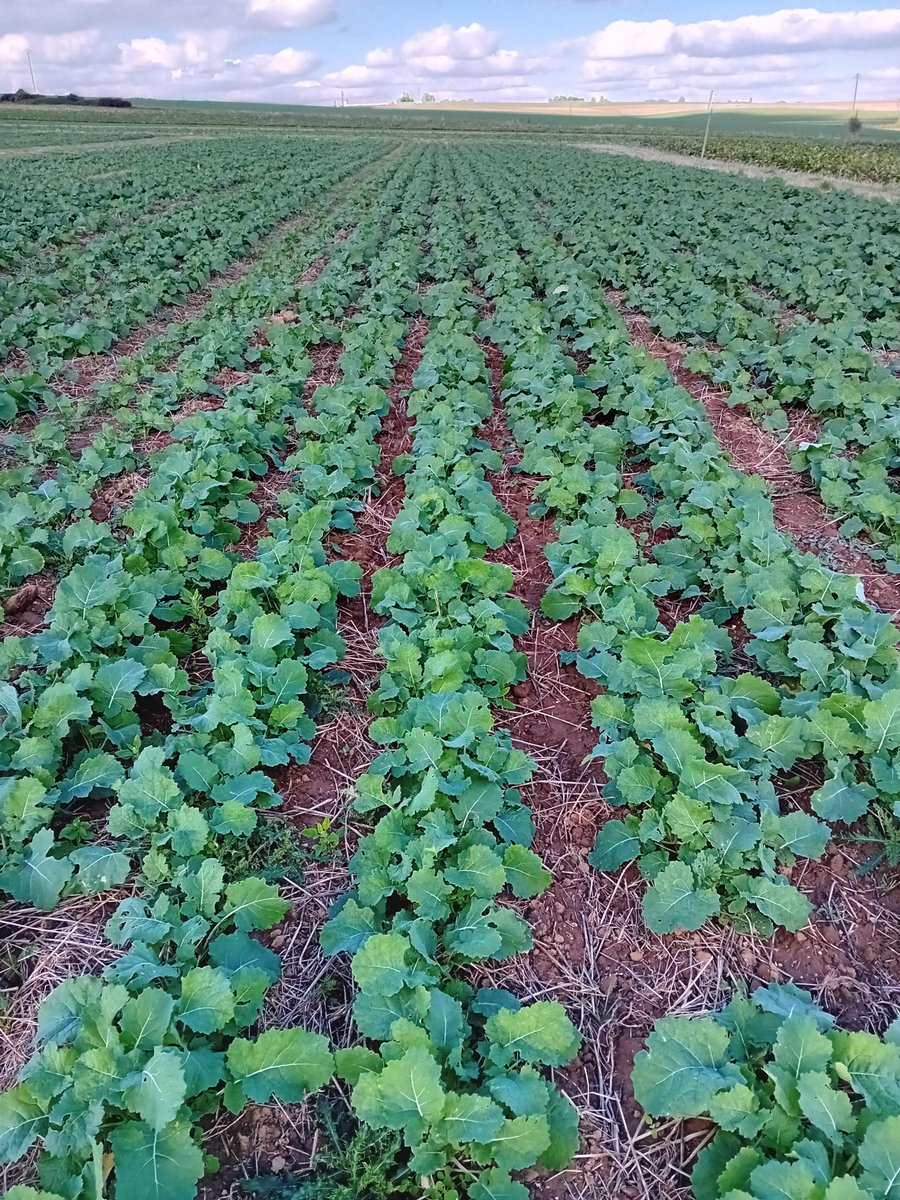 GUYOT Vincent (@guyotvincent02) on Twitter photo Quand je vois ce colza semé à 50 cm d'écartement avec le carrière drill de <a href="/vaderstad/">Väderstad</a> , je me dis qu'on peut vraiment faire des trucs sympa avec cette culture.
Poke <a href="/terresinovia/">Terres Inovia</a> <a href="/Clarisse_TI_NE/">Clarisse de Terres Inovia Nord&Est</a> 🌼 Quand je vois ce colza semé à 50 cm d'écartement avec le carrière drill de <a href="/vaderstad/">Väderstad</a> , je me dis qu'on peut vraiment faire des trucs sympa avec cette culture.
Poke <a href="/terresinovia/">Terres Inovia</a> <a href="/Clarisse_TI_NE/">Clarisse de Terres Inovia Nord&Est</a> 🌼