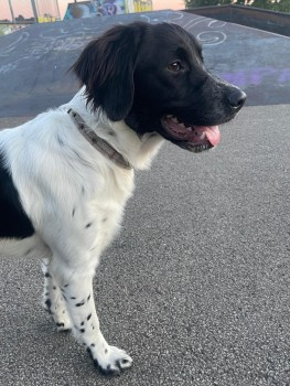 millypod1's tweet image. 🆘25 SEPT 2024 #Lost MILA #ScanMe #StillMissing 
Black And White Cross Breed Female
Lost at home climbed under the rail way fence😢
#Harpenden #Hertfordshire #Herts #AL5 
Possible sighting in Heartwood Forest #Sandridge
doglost.co.uk/dog-blog.php?d…