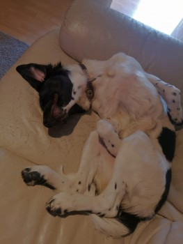 millypod1's tweet image. 🆘25 SEPT 2024 #Lost MILA #ScanMe #StillMissing 
Black And White Cross Breed Female
Lost at home climbed under the rail way fence😢
#Harpenden #Hertfordshire #Herts #AL5 
Possible sighting in Heartwood Forest #Sandridge
doglost.co.uk/dog-blog.php?d…