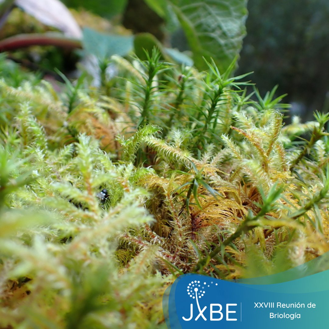 La semana pasada tuvo lugar la XXVIII Reunión de Briología de <a href="/SEBriologia/">SEB</a> que se realiza de forma bienal. Estas reuniones son clave para la briología española y por supuesto la presencia y participación de JxBE ha sido más que destacable.