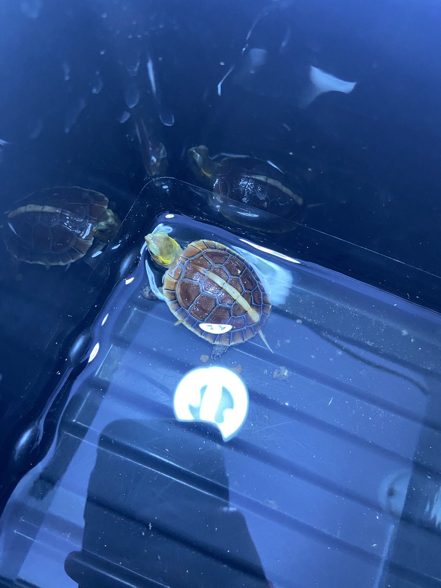 万里 (@0o04434855) on Twitter photo 