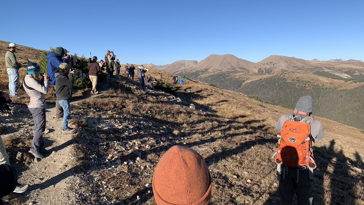 What do you do at a bird conference before presentations? Go see some snow chickens and rosy finches, of course! (And, maybe an incredibly majestic moose as well)