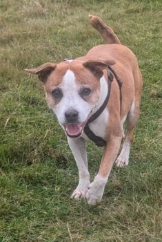 millypod1's tweet image. 🆘3 OCT 2024 #Lost BRUCE #ScanMe
OLDER Staffordshire Bull Terrier Cross Male
Hutton Country Park #Hutton #Essex #CM13 doglost.co.uk/dog-blog.php?d…
