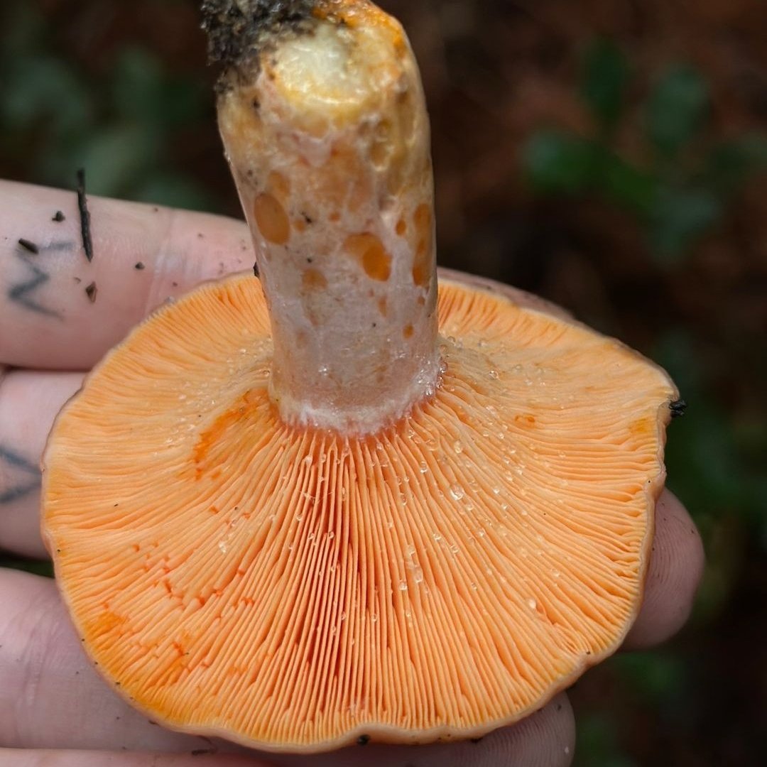 MyNameIsSimoni's tweet image. Lactarius deliciosus (aka saffron milk cap) is an edible mushroom known for its bright orange color and the cool orange &apos;milk&apos; that oozes when you cut it. Nature’s little quirks are wild! 🍄🧡

#Mycology #MushroomHunting #WildMushrooms $ALGO #ALGO #NFTs #NFTfam