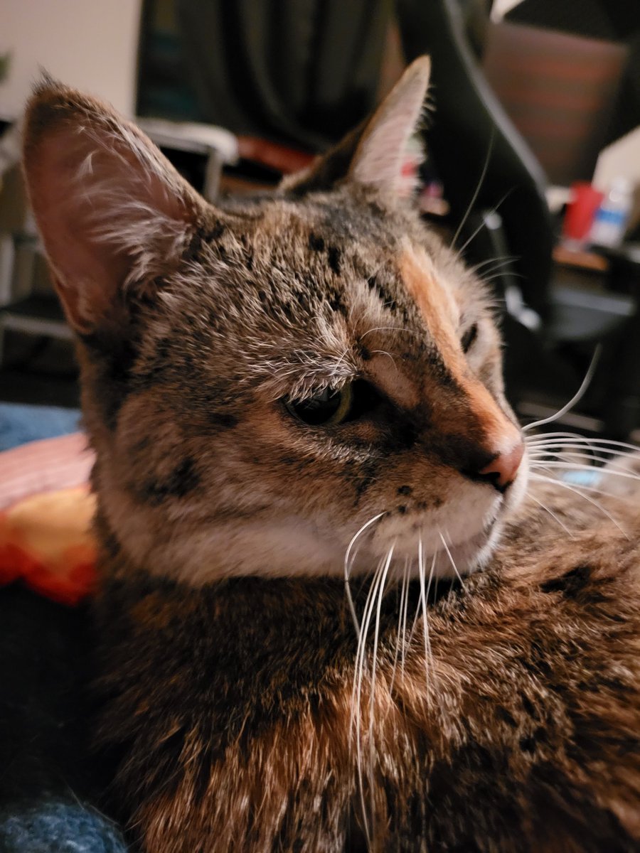 Forx47's tweet photo. Catto pleased https://t.co/S0nrRCiLvj