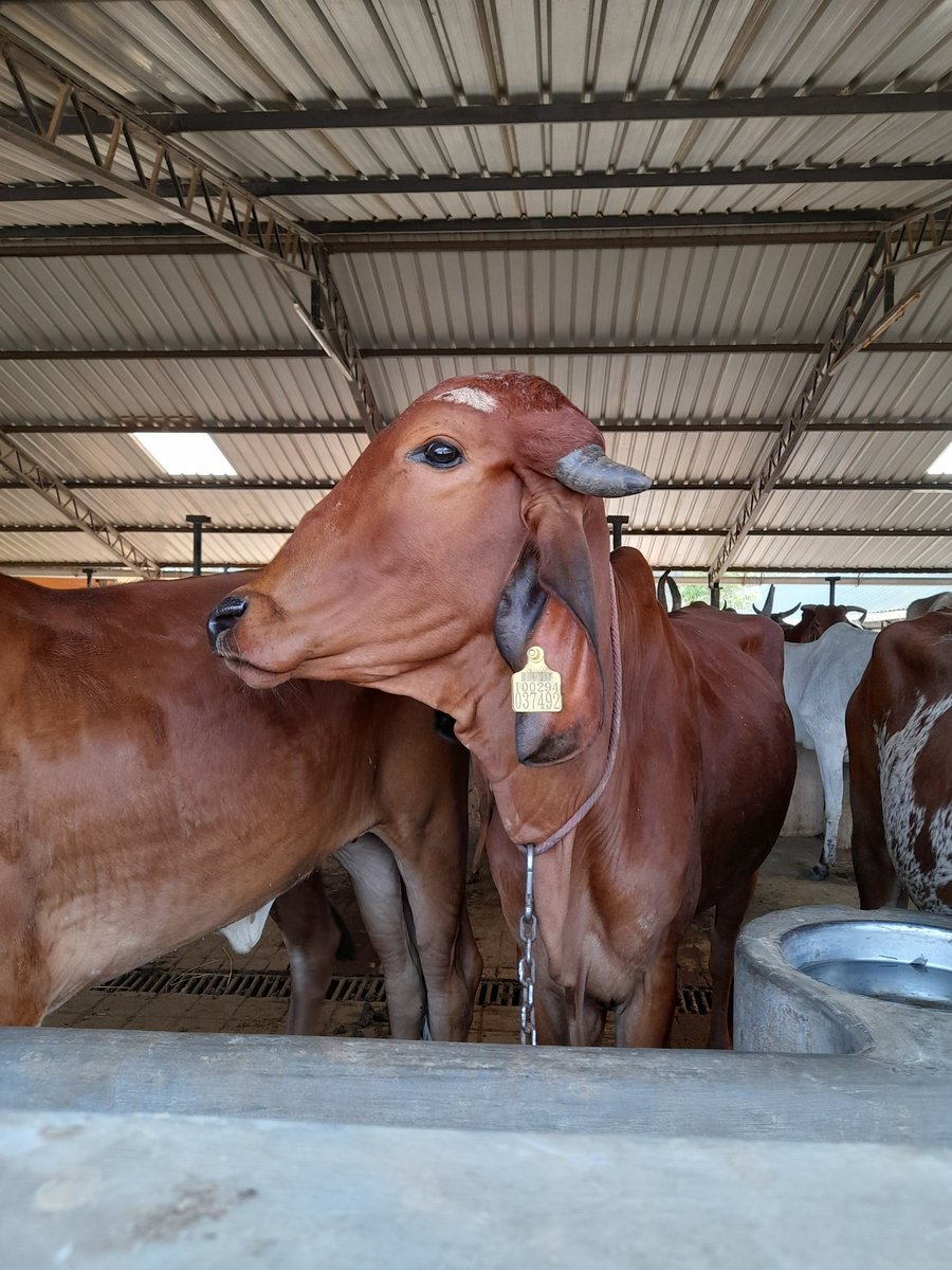 SophiaSaveSoil's tweet photo. Let's protect the native cattle breeds and Save Soil! 🌱

➡️ https://t.co/l9mT1XpnBW

#SaveSoil @cpsavesoil #SaveSoilFixClimateChange #SoilForClimateAction @SadhguruJV @FAO @UNBiodiversity @UNCCD @UNEP @EU_Commission @EU_ENV @EUAgri @Europarl_EN #nativecattle https://t.co/fvsrp01cTP