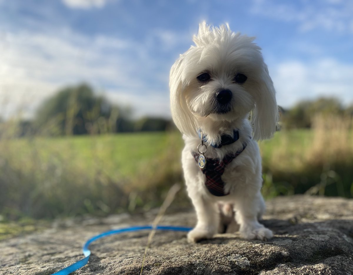 heathskib's tweet photo. Perfect end to a busy but successful week, a walk with the little guy 🥰 https://t.co/EBZt9yn5bH