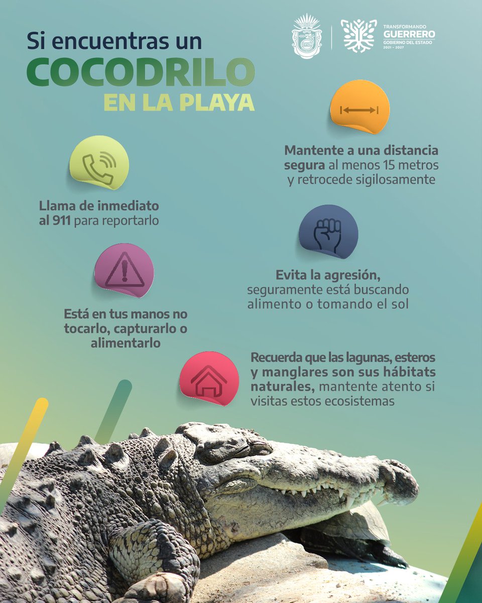 PC_Guerrero's tweet image. Los #cocodrilos son animales de vida libre que habitan en lagunas, esteros y manglares, todos cercanos al mar. Si ves un cocodrilo en áreas comunes, llama de inmediato al 911, personal capacitado apoyará a reubicarlo.
#LaPrevenciónEsTareaDeTodasYTodos