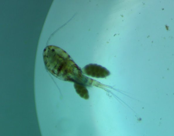 Benthic invertebrate day is always a favorite day for my <a href="/AlgomaU/">Algoma University</a> biology students!