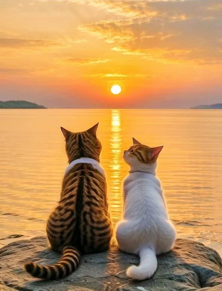 TheHopeVibes's tweet image. Good morning, everyone! 

Wishing you a purr-fect start to your Saturday! 😺☀️ #CatVibes #SaturdayMeow