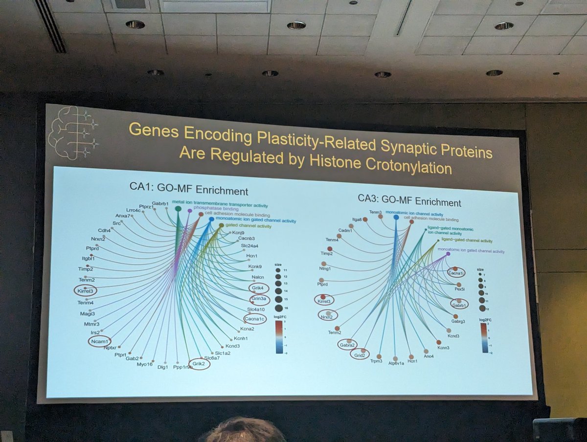 MCCStweets's tweet image. New insights into the epigenetic mechanisms of long-term memory formation via histone lysine crotonylation from @TedAbelneuro at
@uiowa
#MCCS24