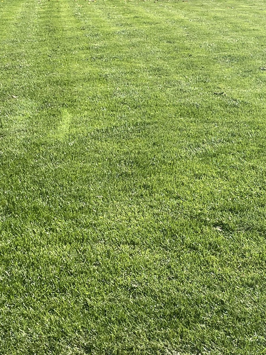 Got the yard looking good! Not bad grown from seed!  Great products from <a href="/TurfPlantProd/">Plant Products Turf</a>