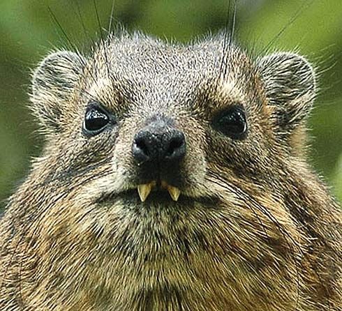 Carb_sol's tweet photo. @0xRamonos $HILUX freaky ass animal
4JThYWHnEb6Qge2YDNEwu27asRVi84jDDDU9BAybQZT9 https://t.co/OZwl1u0pcs