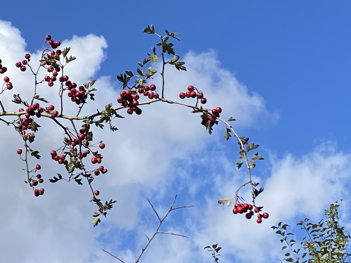 Mists and mellow fruitfulness
