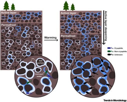 Transitioning ecosystems: how will permafrost cryophiles respond to a changing climate? dlvr.it/TF0gDL