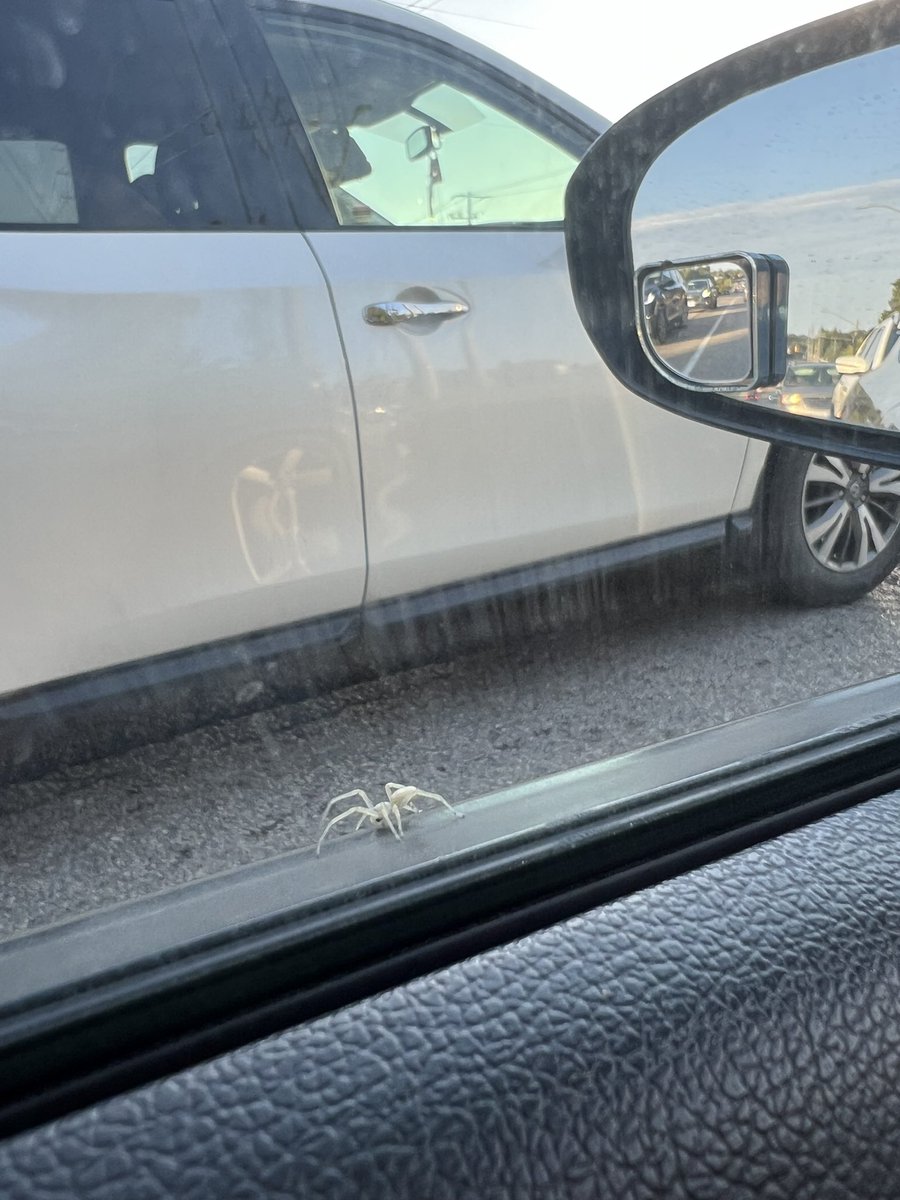 OscarMes's tweet photo. @Arachno_Cosas qué tipo de araña es esta? https://t.co/rZhd3vRKVL