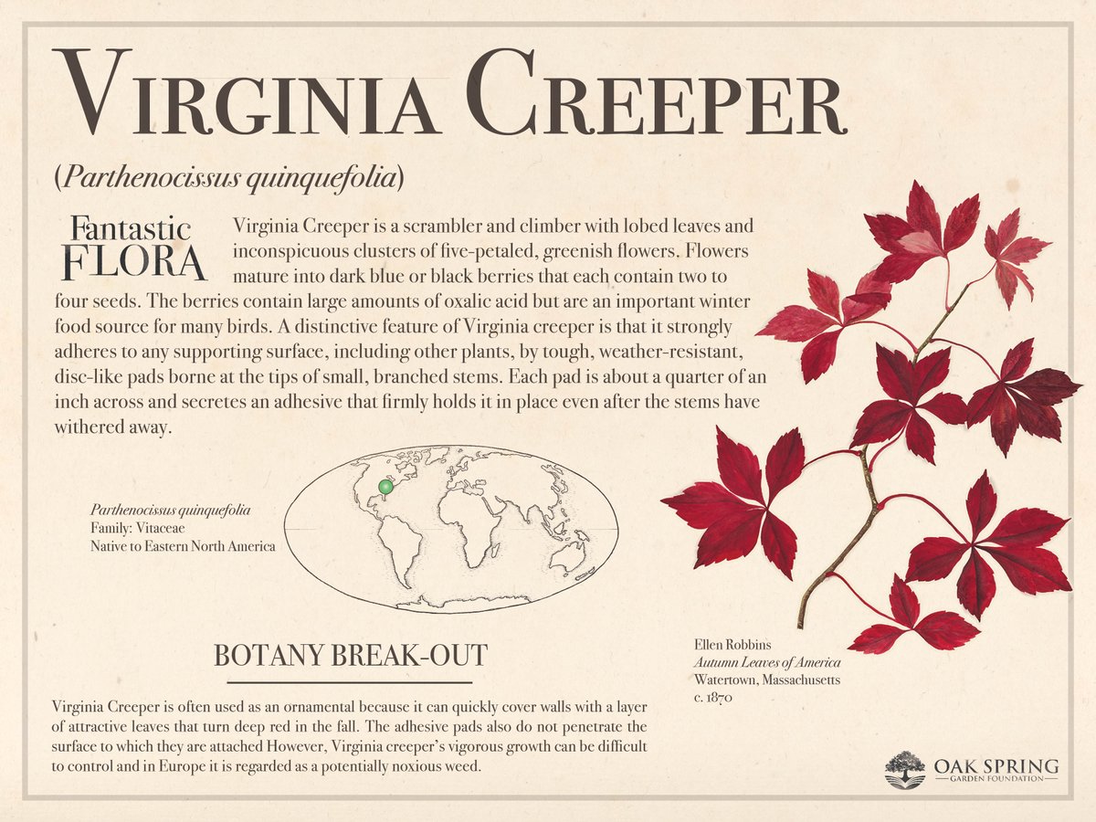 It's the first #FantasticFloraFriday of October, and today we're highlighting a native plant that is a beautiful part of our local autumn landscape.

For more creeping, climbing plants, visit fantasticflora.online.