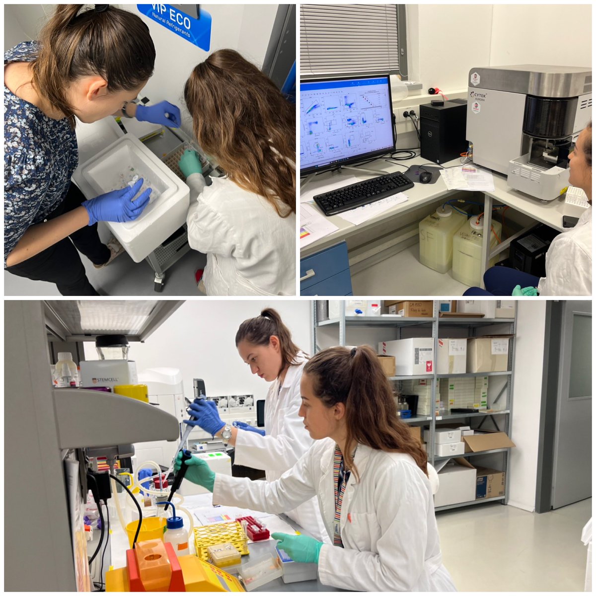 It’s a pleasure to work with such smart, talented and dedicated students! Love hosting students from ⁦<a href="/bryjalab/">Bryjalab</a>⁩ here at ⁦<a href="/CZphenogenomics/">Czech Centre for Phenogenomics</a>⁩! I just hope they won’t sleep in the lab tonight.