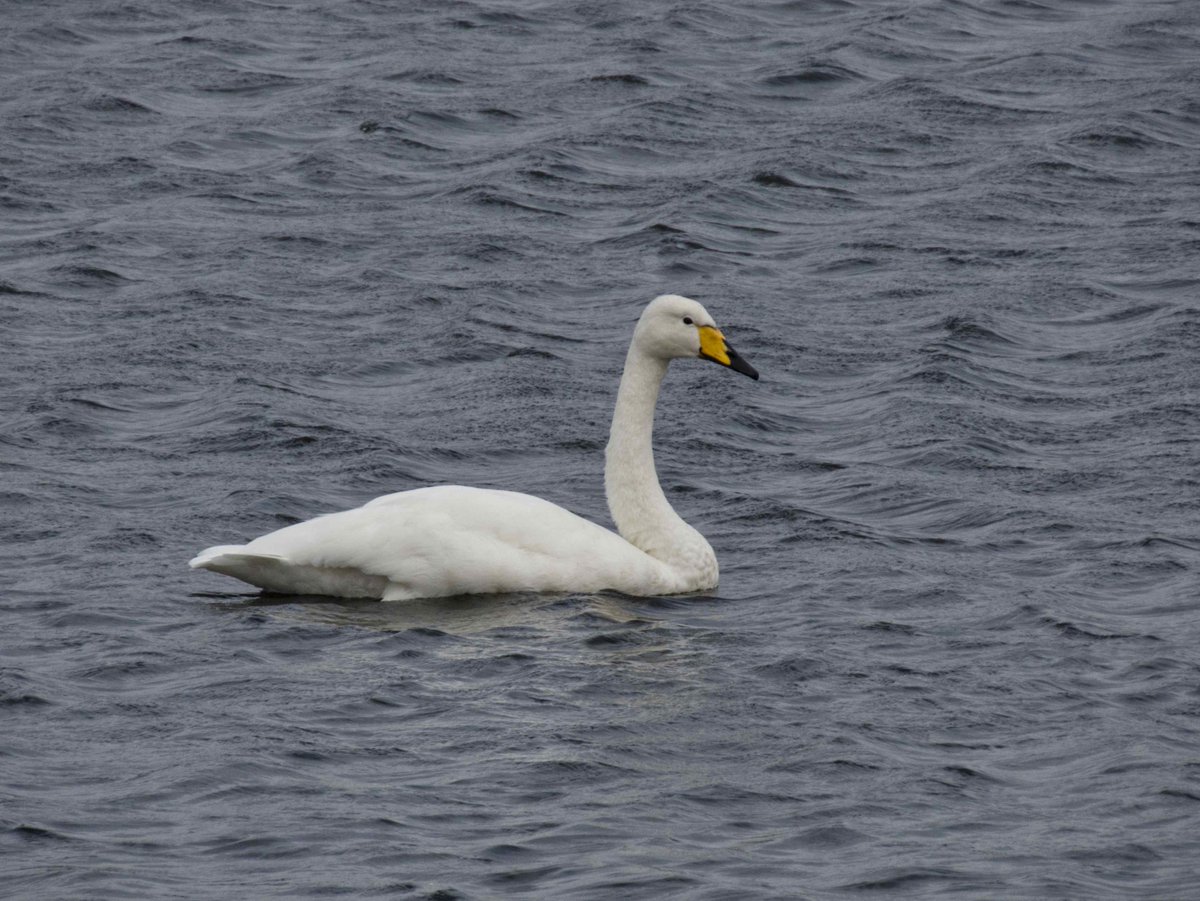 Whooper Swans are not common on Scilly, this was on, Bryher today having first seen it on Tresco on Monday. It was also the 1st time I have seen 3 species of egret in a day on Scilly when a Cattle  joined the usual Little and the Great Whites that have been around for a few days.
