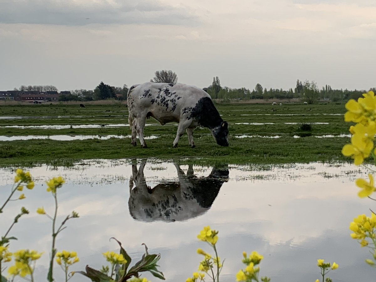 JvanDuin's tweet photo. @albertboersen #Groenzoom, een jaar of 2 geleden. https://t.co/1AgebNYXdg