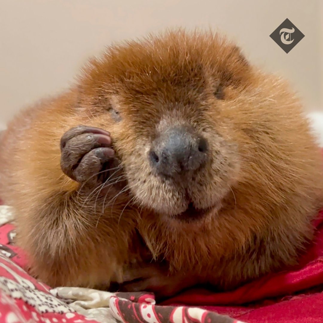 Coffeeoholic 🦖 tweet media