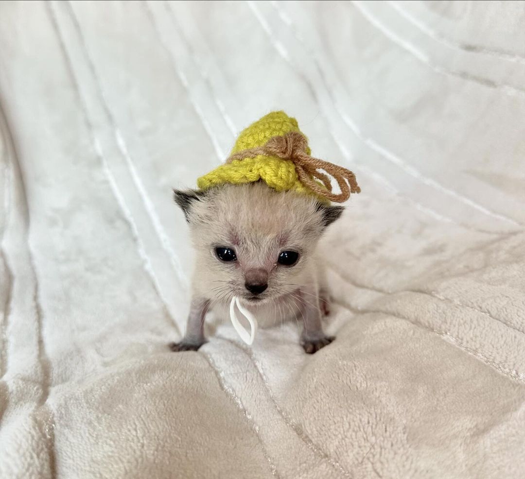 smol silly cat tweet media