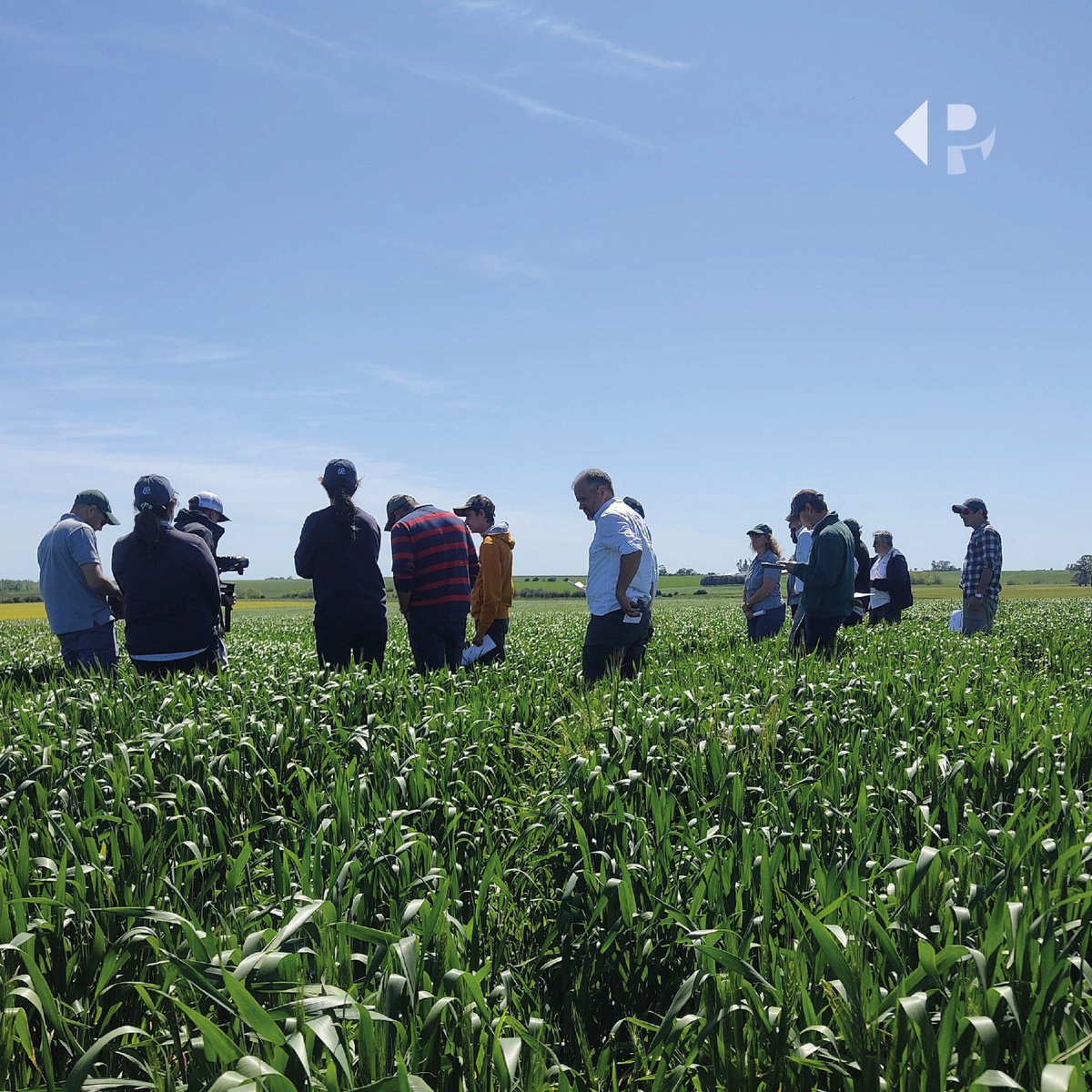 Visitamos el establecimiento La Reserva, de la familia Jorajuría.

Allí tuvimos una jornada de evaluación de los avances de ensayos de fertilizante microgranulado Surcostart de <a href="/surcos_/">Surcos</a> en cultivos de 🌱trigo.