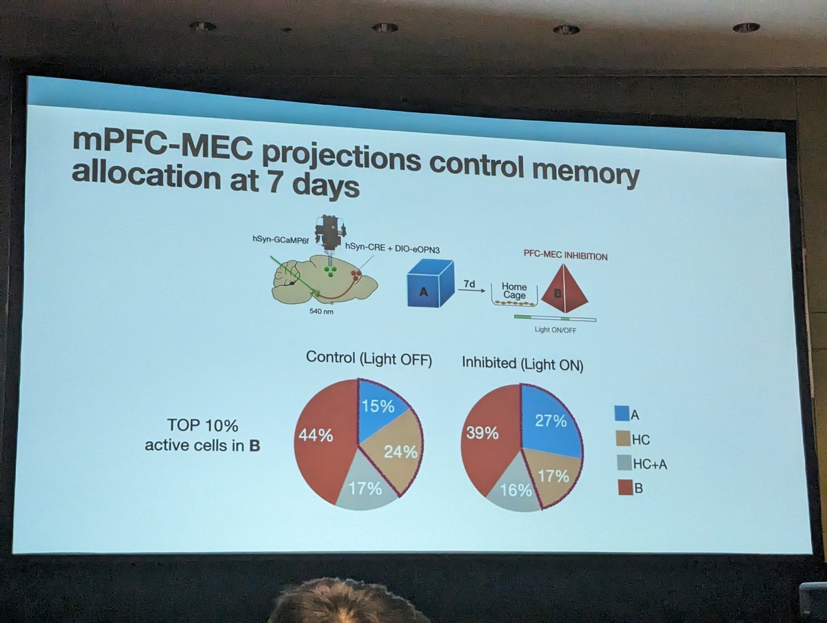 MCCStweets's tweet image. How memories integrate, or separate, over time through PFC modulation of hippocampal engram formation.
A top-down systems level mechanism of memory linking, by @deSousa_AndreF in the @alcinojsilva lab at @UCLA