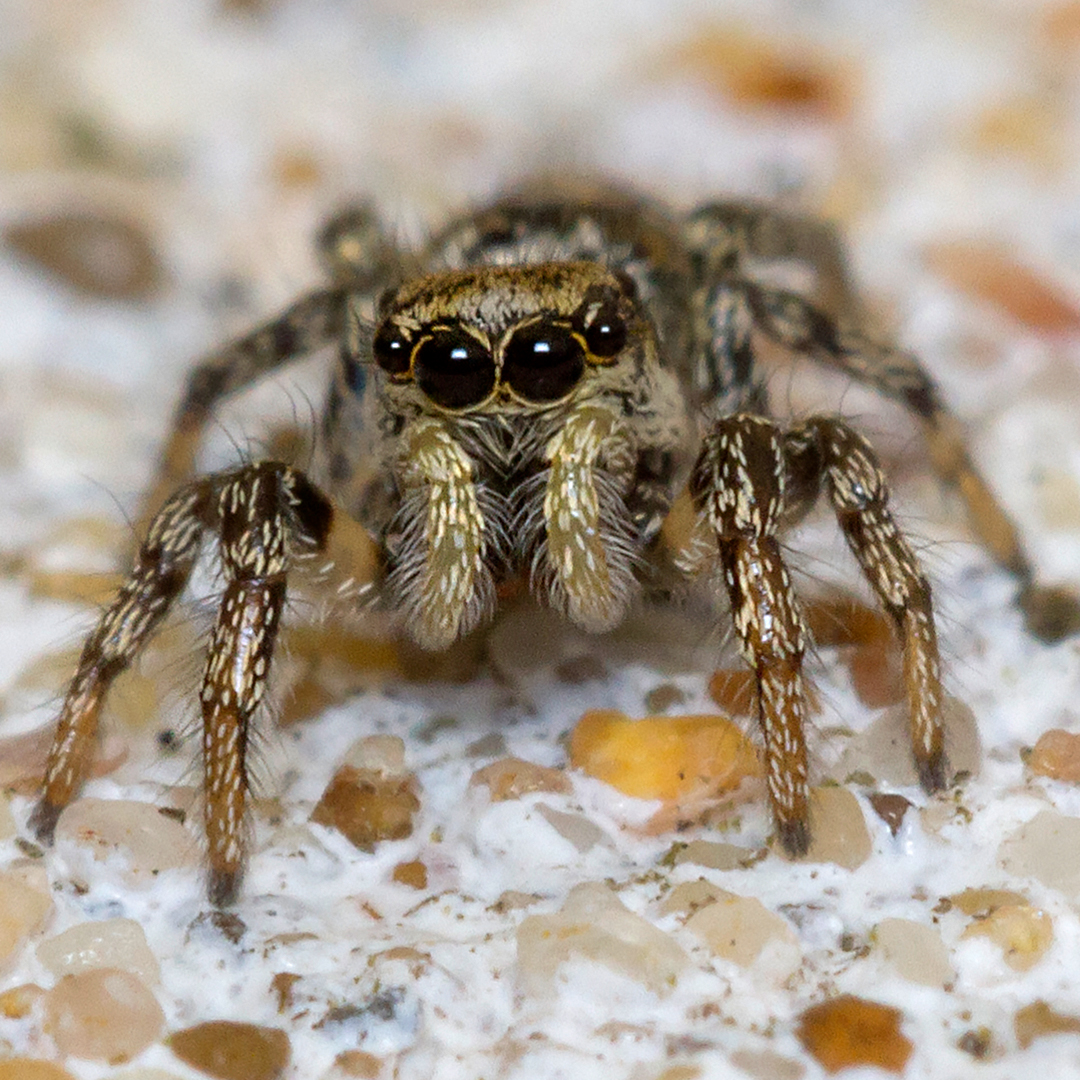 For this #EverythingButTheBirdFriday, we are spotlighting the Zebra Jumping Spider! 

They can leap up to 10 times their body length - that’s like a human jumping the length of a school bus! They can also communicate silently through vibrational signals called "seismic sounds."