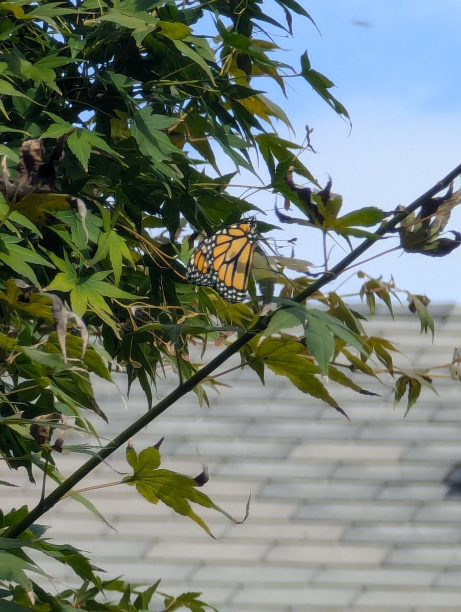 Then after a rest, across the patio to a tree.

(And another long rest.)