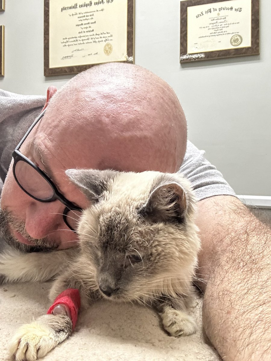ZenDaniel's tweet photo. @morgannike49 100%. A 12 year old cat came to live with me in 2018.  She did not respond to her name, and she chose “Tilly” out of several we tried.  I said goodbye to her and hour ago.  She walked across the rainbow bridge bravely, like the Starfleet officer whose name she chose. #Tilly #Cat https://t.co/O2LXf8sD7H