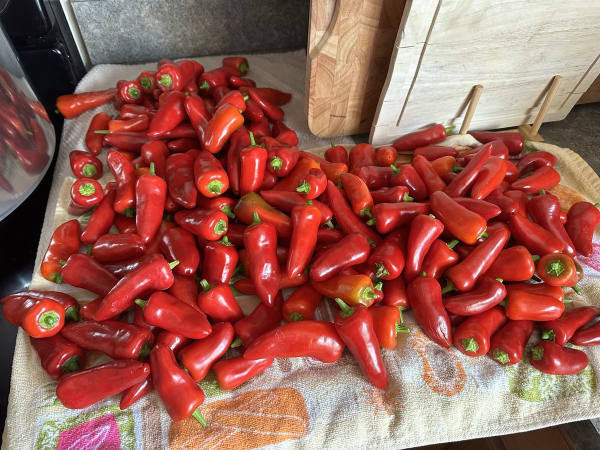 HabaneroHarman's tweet photo. Nothing better than harvest days! Grateful to harvest the beautiful red Fresno, white habanero, and tiger jalapeños on this beautiful Friday. Have a great weekend #pepperheads #HarmanFarms #hotsauce #organic #FarmLife can’t wait to send @HotSauceBlogger some samples soon 😎 https://t.co/8pHS80lzKK